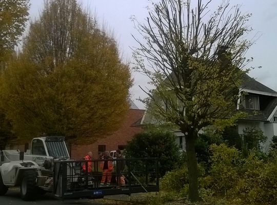 nieuwe techniek voor snoeien bomen snoeien bomen laarsveld